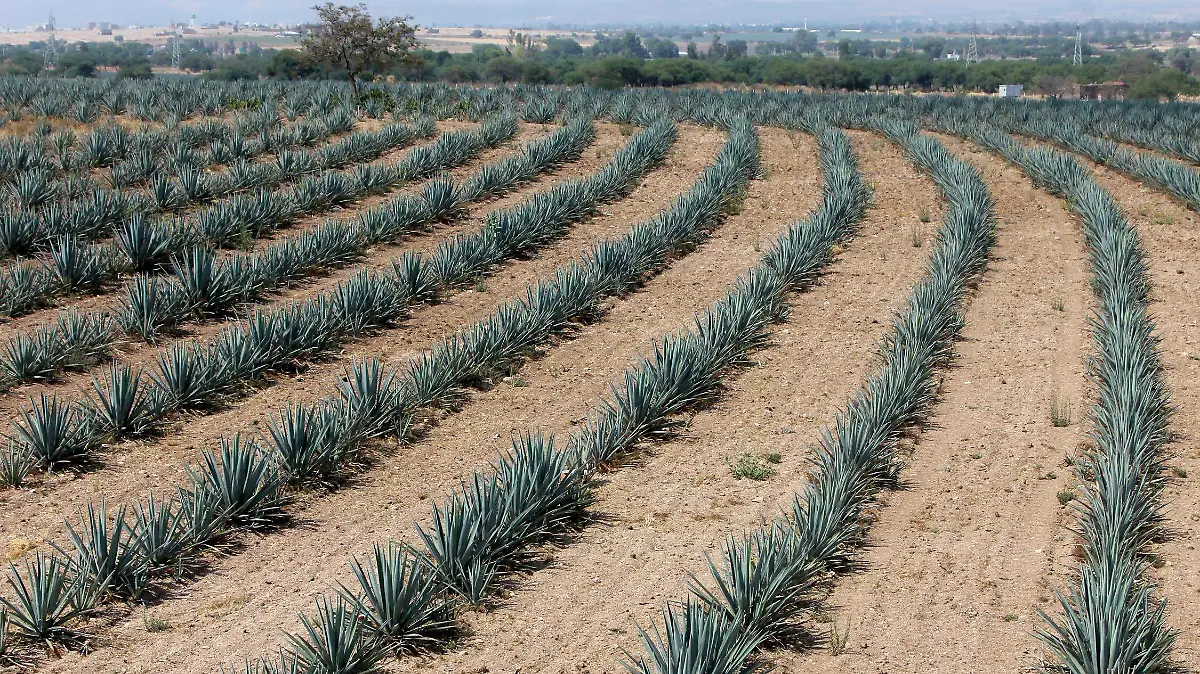 FCO MEZA - AGAVE (13)